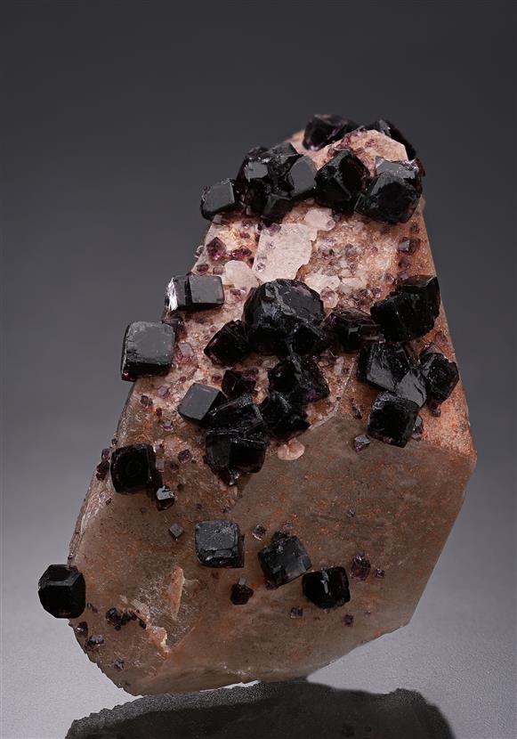 CC19719 specimen image