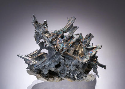 CC19722 specimen image