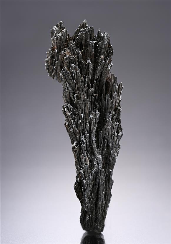 CC19735 specimen image