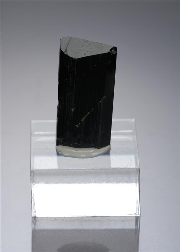 CC19740 specimen image