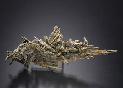 CC19753 specimen image