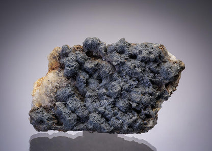 CC19767 specimen image