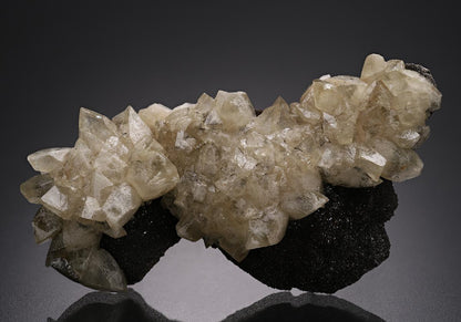 CC19769 specimen image