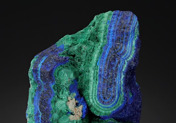 CC19772 specimen image