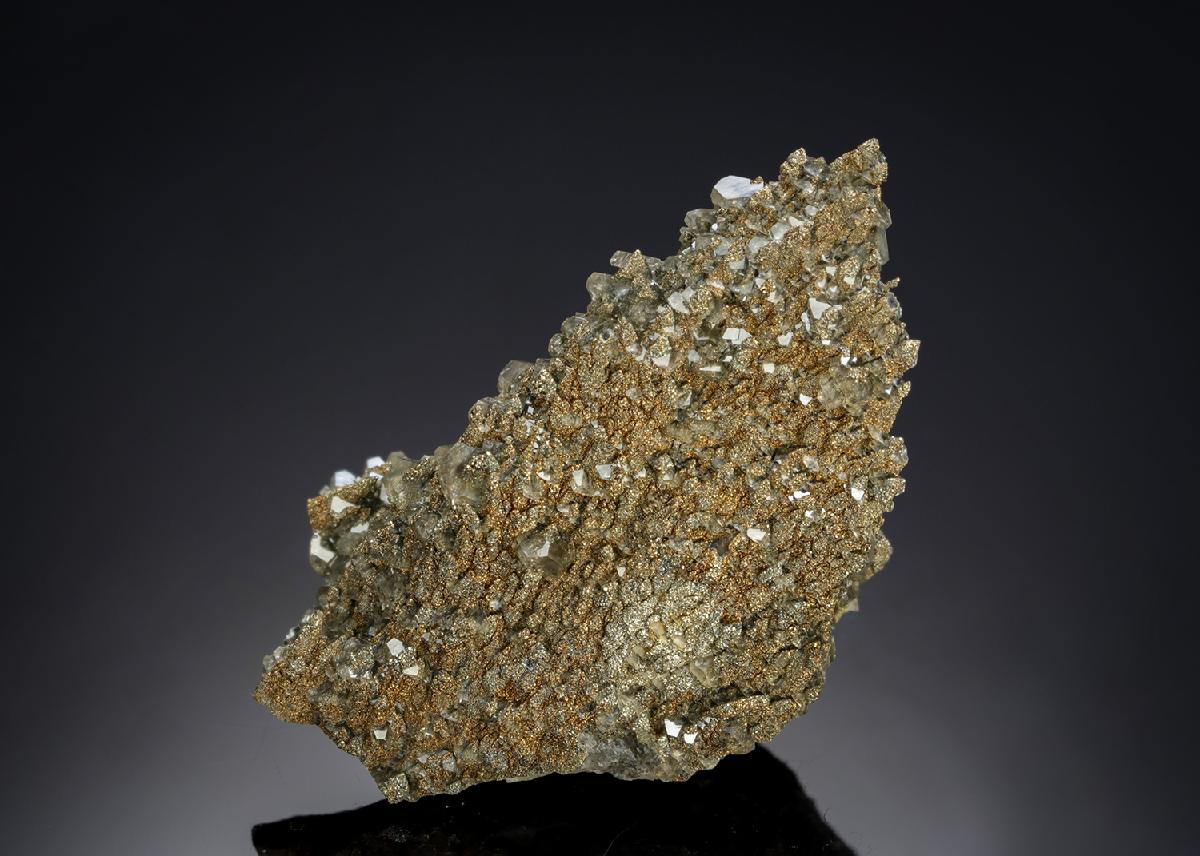 CC19790 specimen image