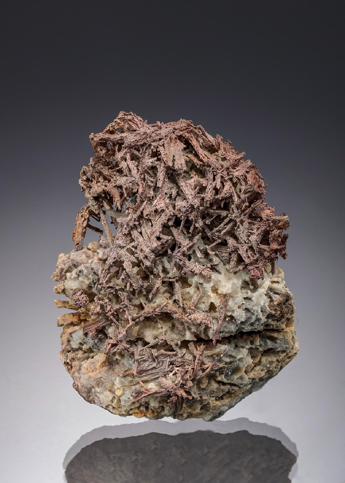 CC19794 specimen image