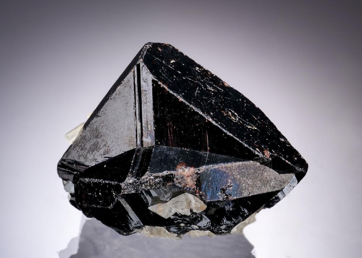 CC19802 specimen image