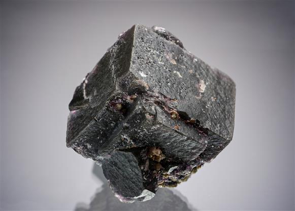 CC19803 specimen image