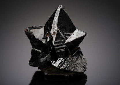 CC19806 specimen image