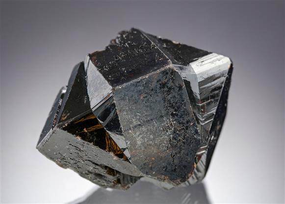 CC19813 specimen image