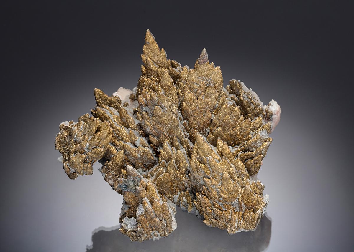 CC19817 specimen image