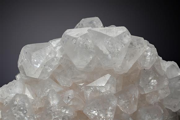 CC19828 specimen image