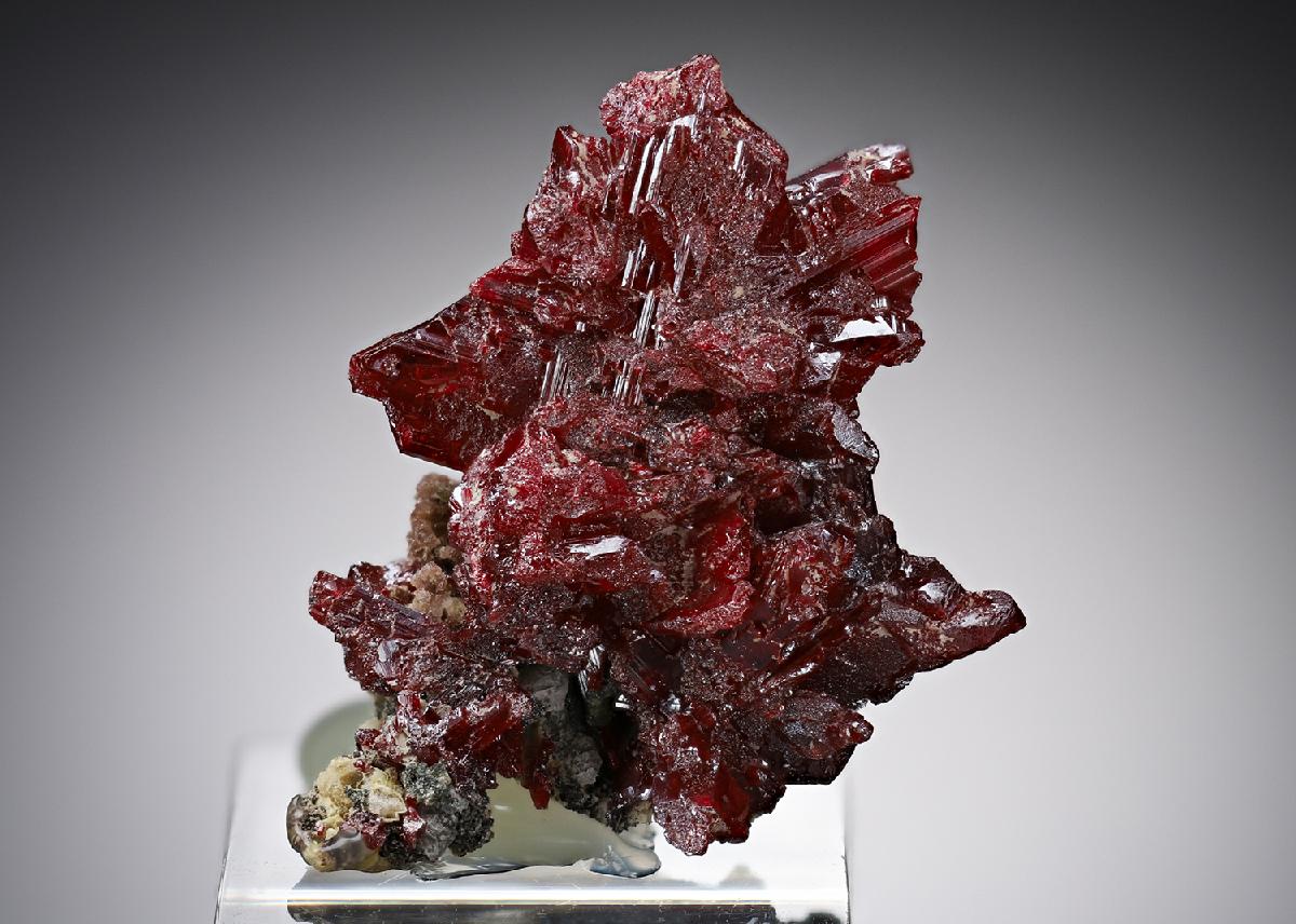 CC19836 specimen image