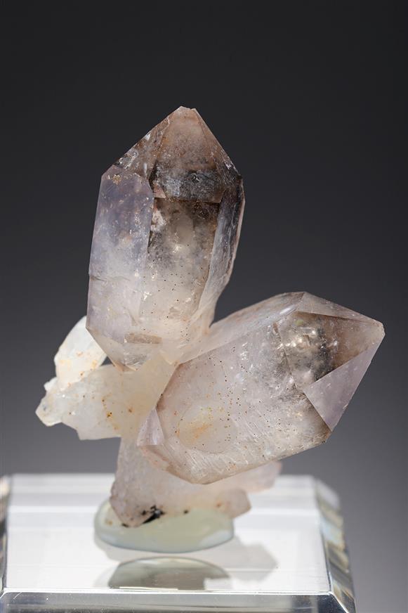 CC19844 specimen image