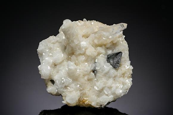 CC19845 specimen image