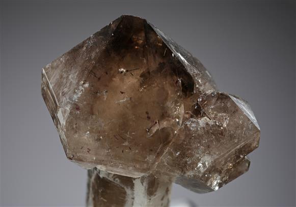 CC19858 specimen image