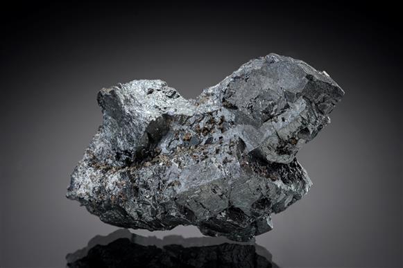 CC19862 specimen image