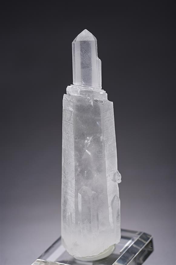 CC19868 specimen image
