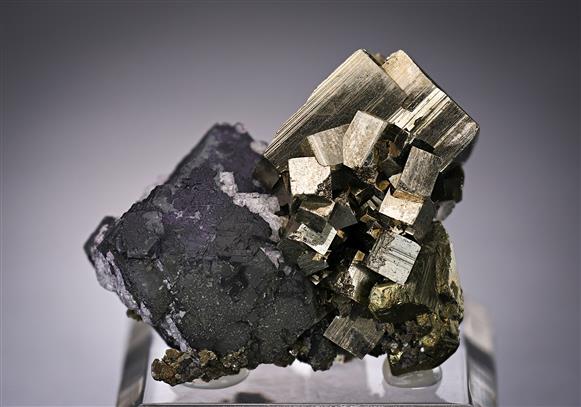 CC19869 specimen image