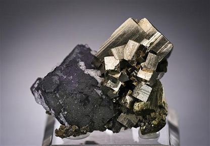CC19869 specimen image