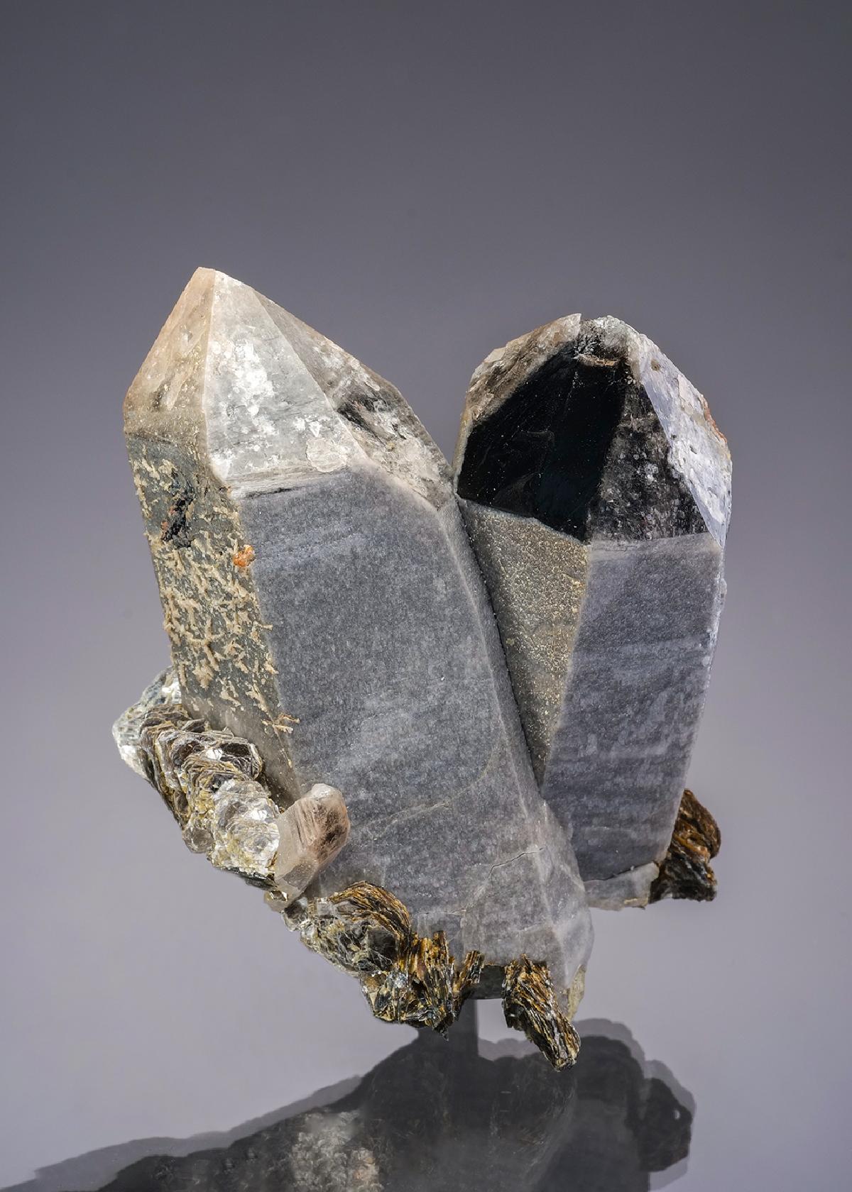CC19883 specimen image