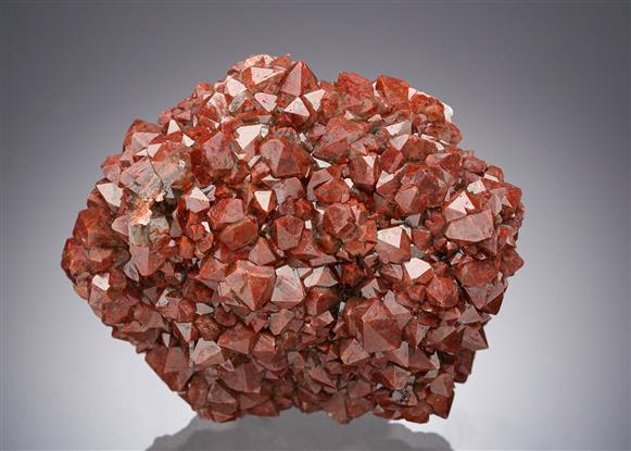 CC19886 specimen image