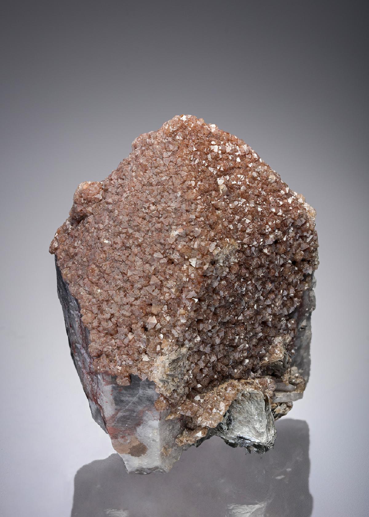 CC19890 specimen image