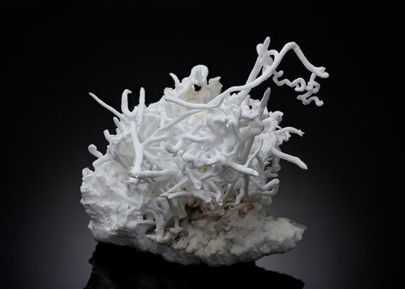 CC19911 specimen image