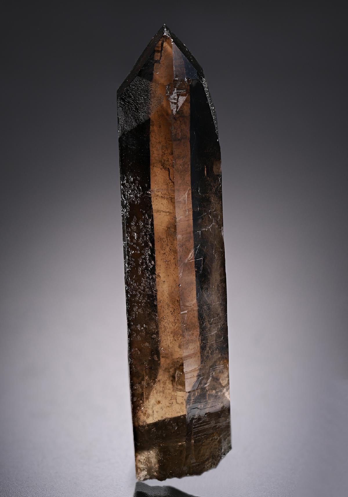 CC19913 specimen image