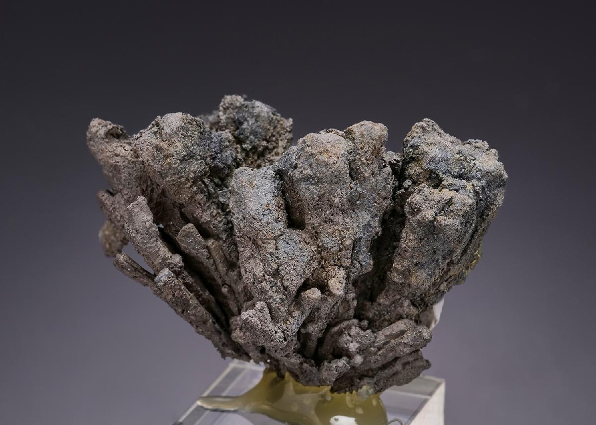 CC19919 specimen image