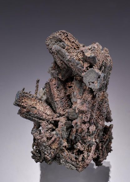 CC19920 specimen image