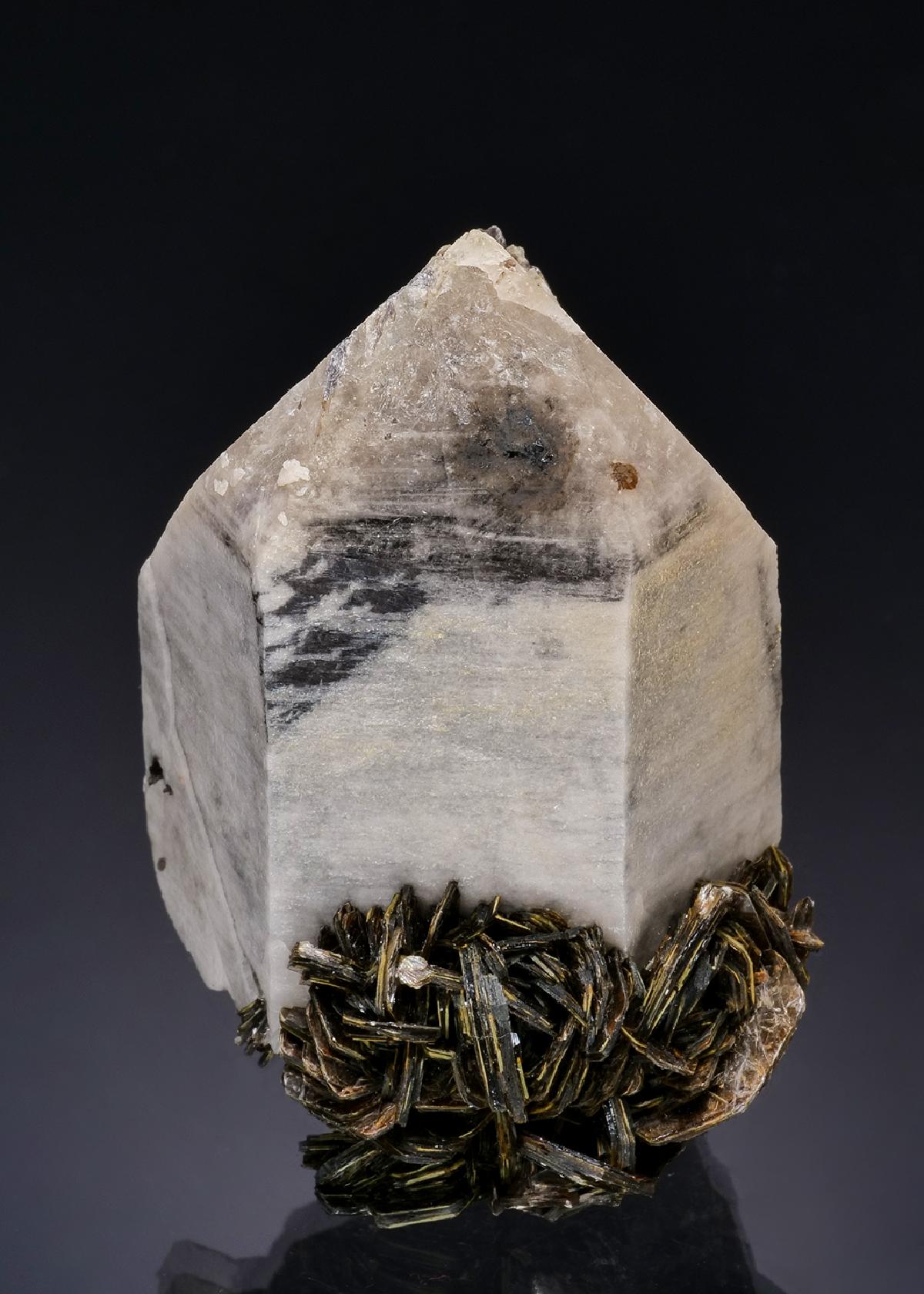 CC19921 specimen image