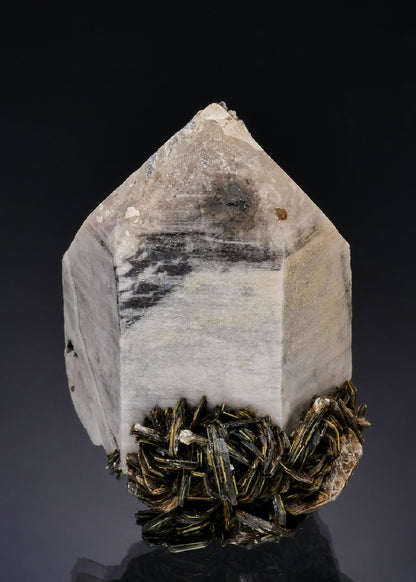 CC19921 specimen image