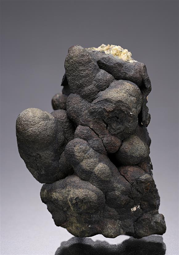 CC19928 specimen image