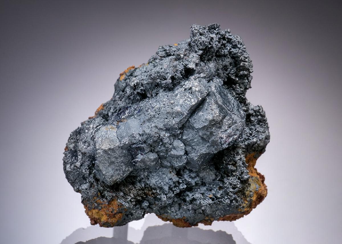 CC19930 specimen image