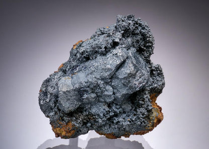 CC19930 specimen image