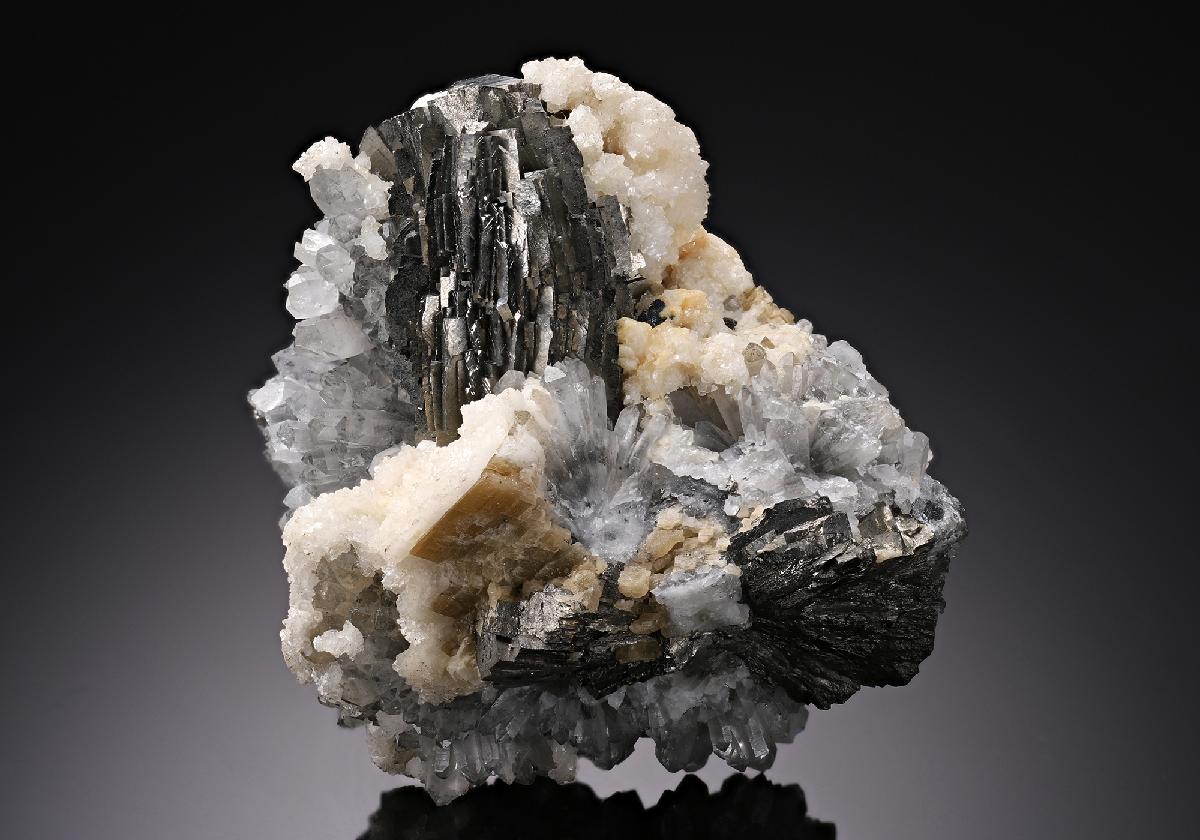CC19933 specimen image