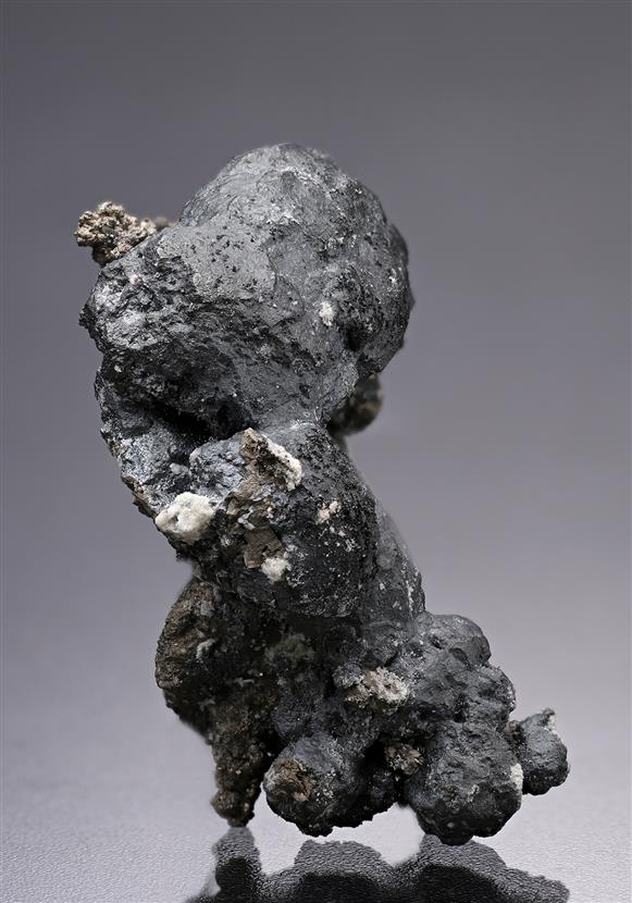CC19935 specimen image