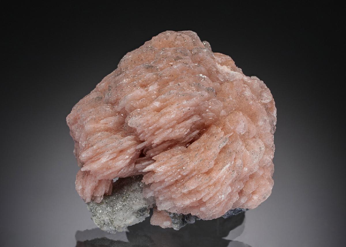 CC19937 specimen image