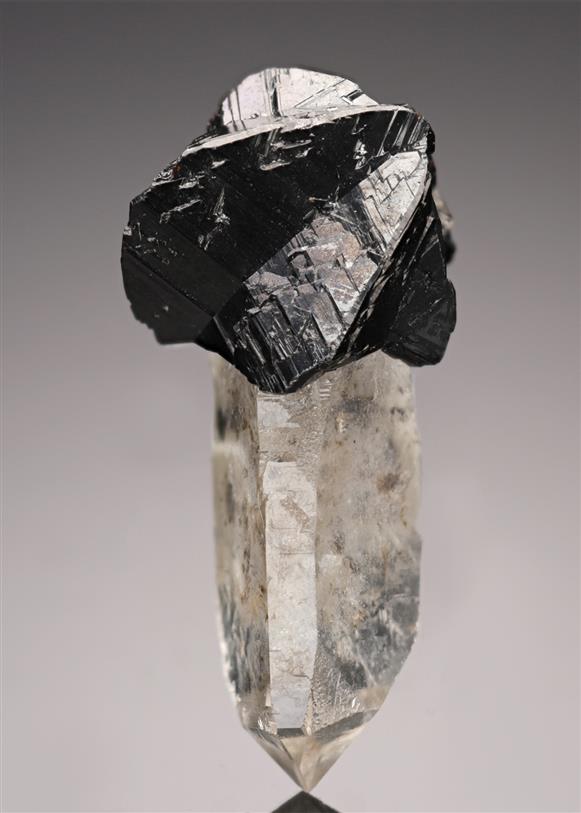 CC19941 specimen image