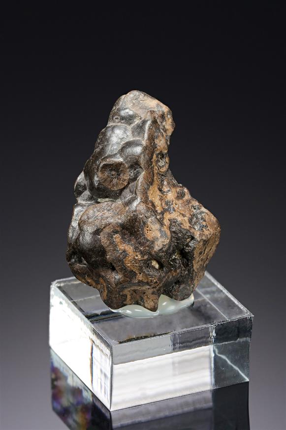 CC19951 specimen image