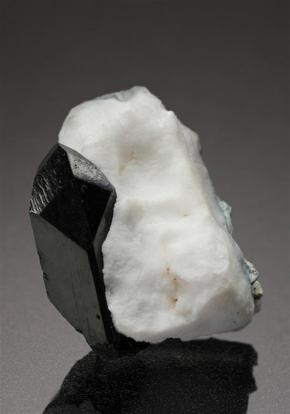 CC19952 specimen image