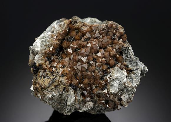 CC19956 specimen image