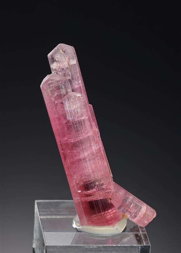 CC19959 specimen image