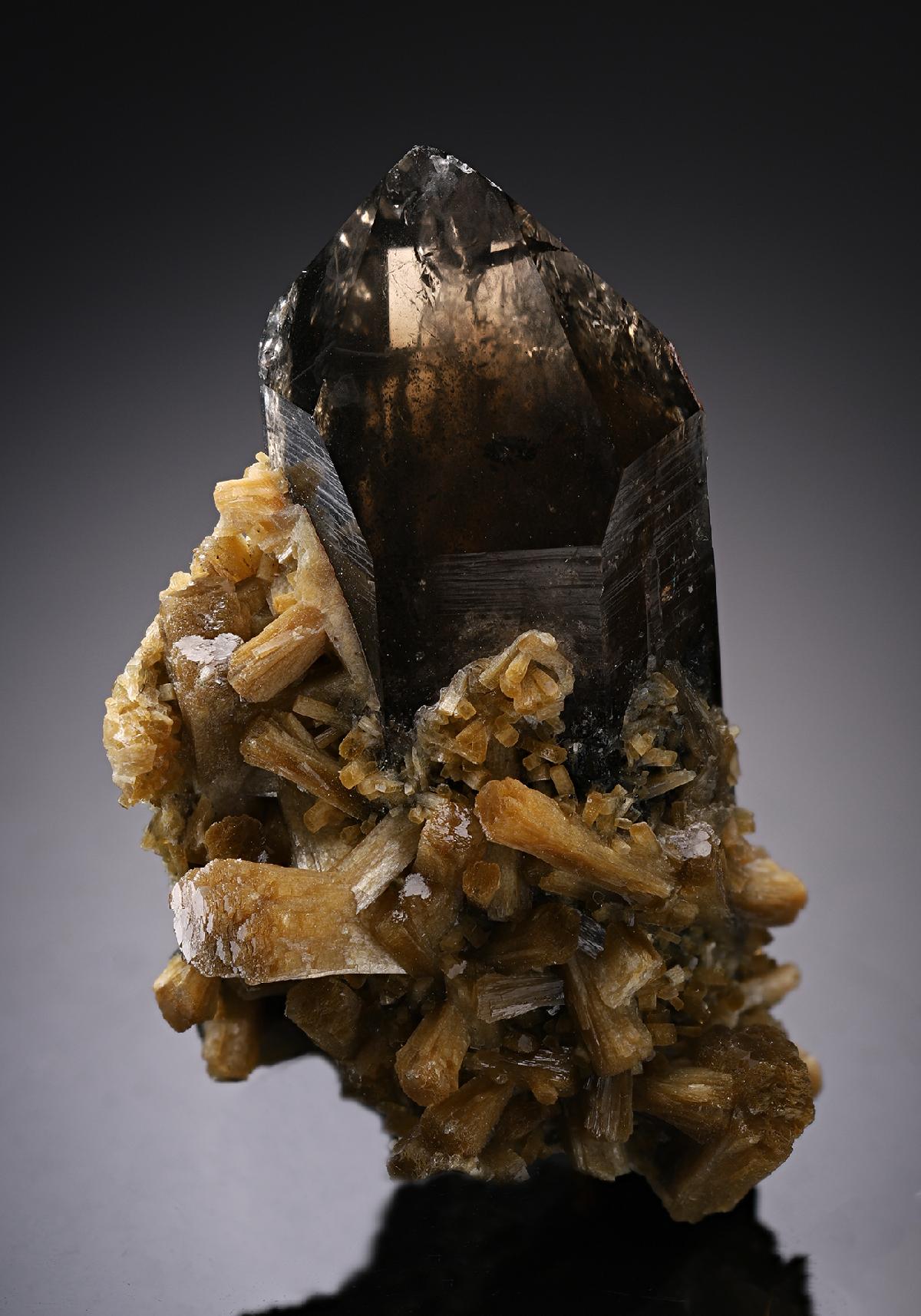 CC19961 specimen image