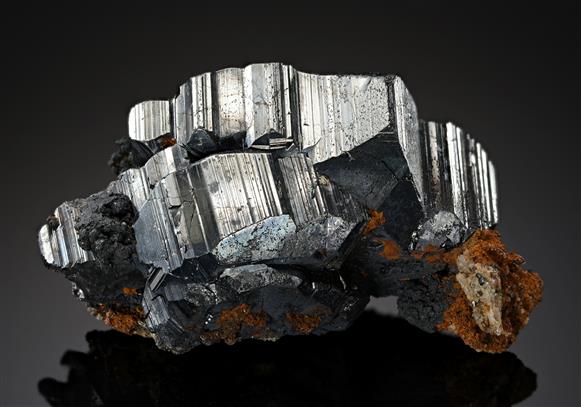 CC19964 specimen image