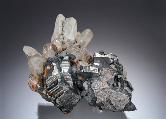CC19967 specimen image