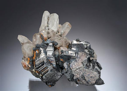 CC19967 specimen image