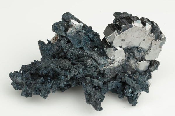 CC19969 specimen image