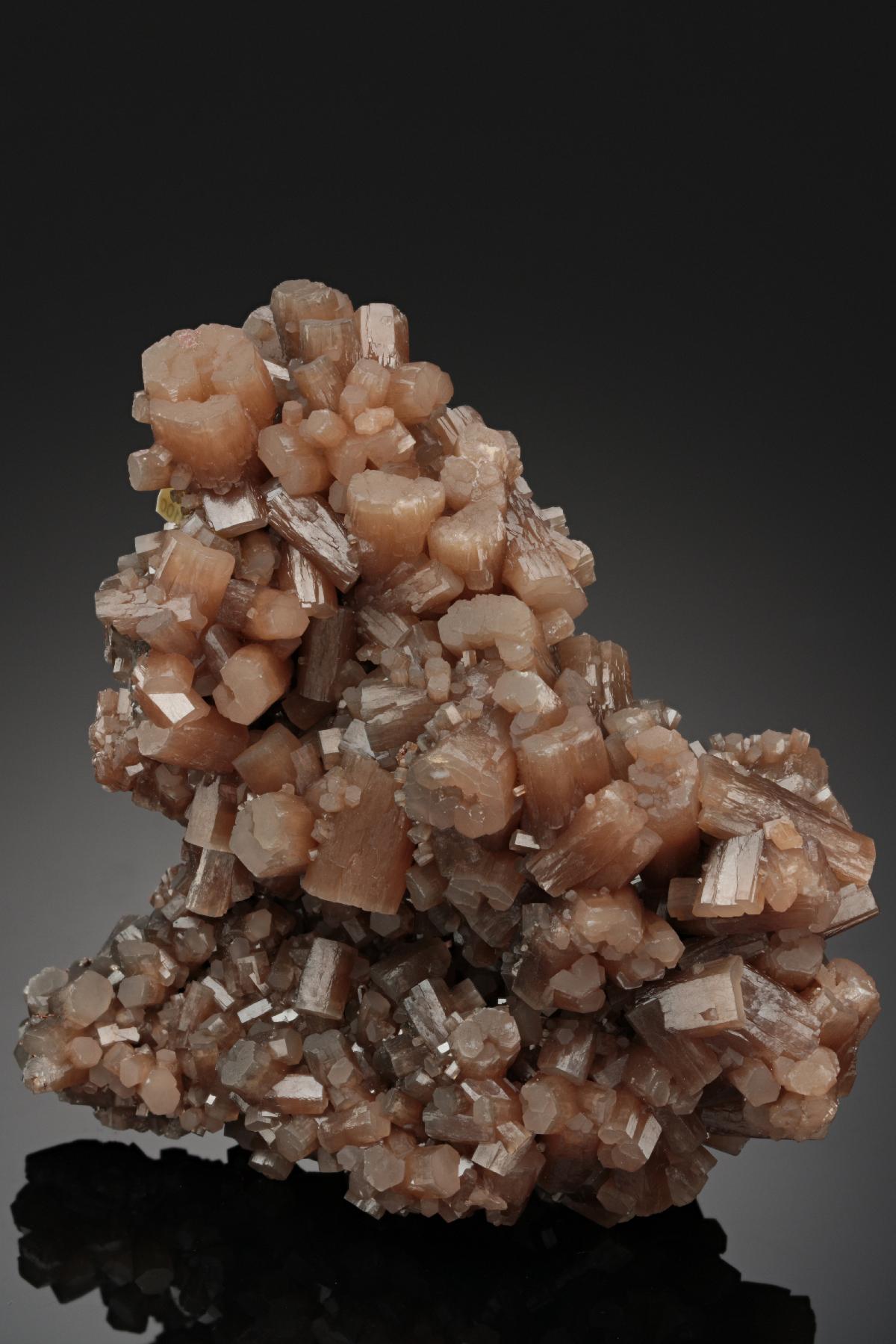 CC19974 specimen image